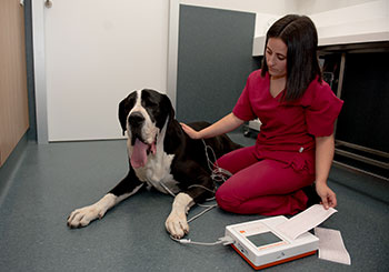 cardiología veterinaria
